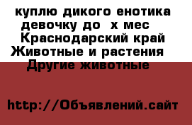 куплю дикого енотика девочку до 3х мес. - Краснодарский край Животные и растения » Другие животные   